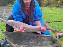 One of the small sturgeons