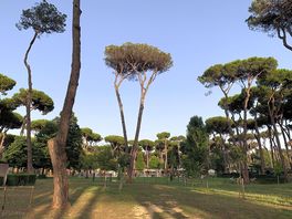 Wonderful trees and nature.