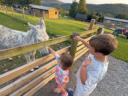 Feeding the donkey