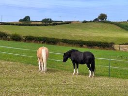 Horses on the site