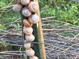 Snails