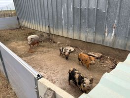 Pigs