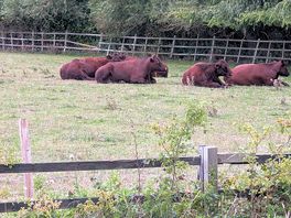Cows in the field near by