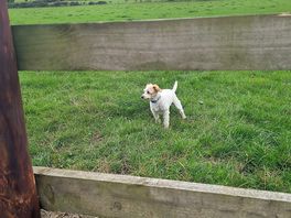 Our dog