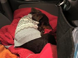Tired after playing at weeldon farm.