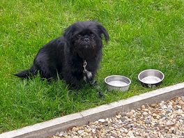 My dog chilling on the grass.