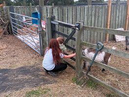 Chatting with the goats