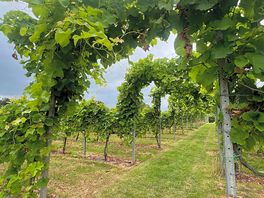 Vineyard