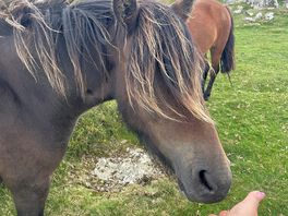 Wild horses at darymoor national park