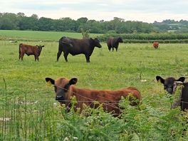 Nearby animals