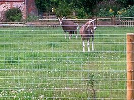 Goats in feild freindly u can stroke them