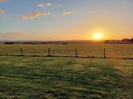 Beautiful sunset over the field of sheep