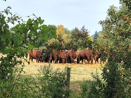 Lovely neighbours to the rear of camp
