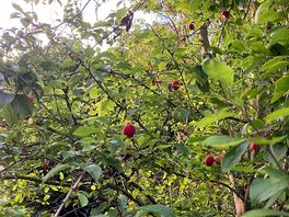 Plum tree at the site - my morning side dish, free and sweet.