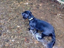 The dog enjoyed the stream!