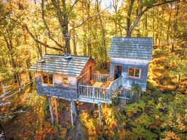 Treehouses surrounded by foliage