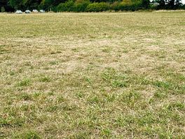 The field