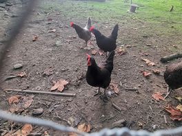 Chicken run