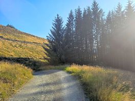 Forest trail