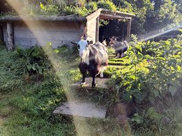 Goats on site