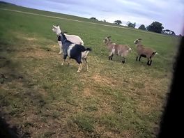 Goat company
