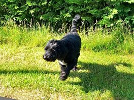 My dog enjoying himself