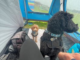 Bella and honey enjoyed it