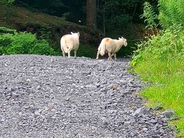 Sheep on gravel road leading to site