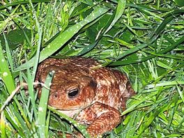 Night time visitor