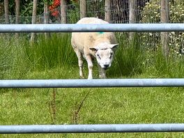 Neighbours on the pitch