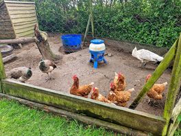 Chickens and peacocks