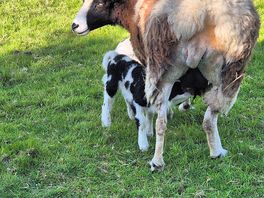Mummy and babies