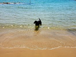 Sandbanks beautiful beach ⛱️