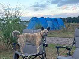 Dog friendly camping