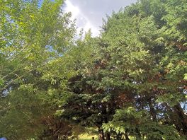 Campsite