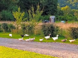 Lots of animals on site