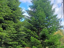 Abies nordmandina