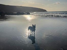 Sea dog
