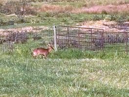 Plenty of wildlife
