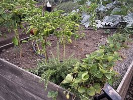 Veg patches