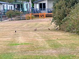 A family of rabbits