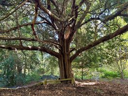 Abundant trees