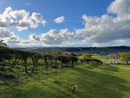 Dog walking field