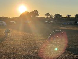 Morning in the camping