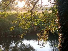 Morning bliss