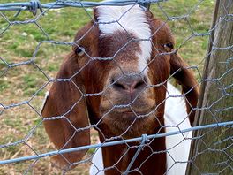 Gorgeous goats!