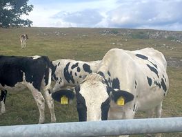 Friendly cows in area
