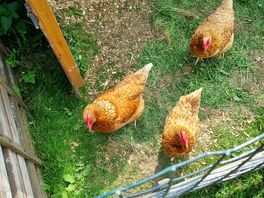 Hens