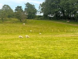 The grass pitch area