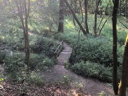 Woodland behind camp